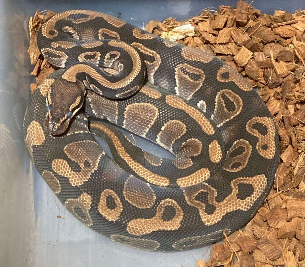 NORMAL HET VPI AXANTHIC 