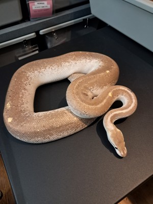 animal image