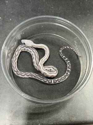 animal image