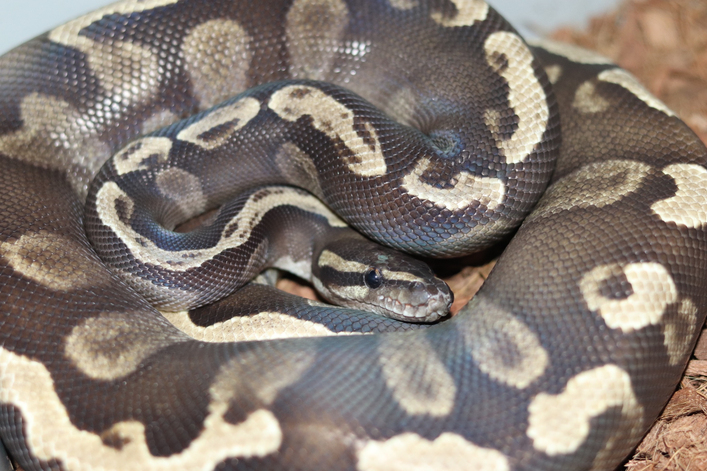 animal image