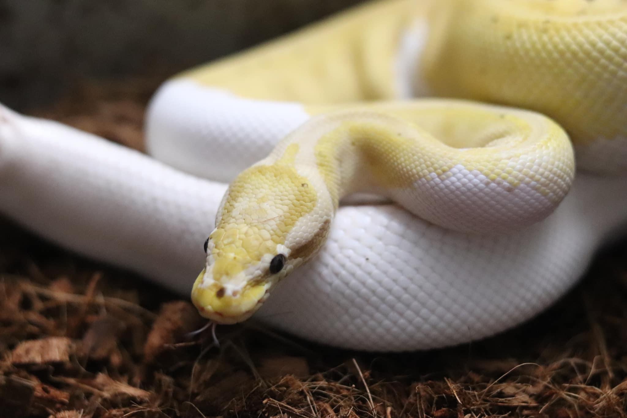 animal image