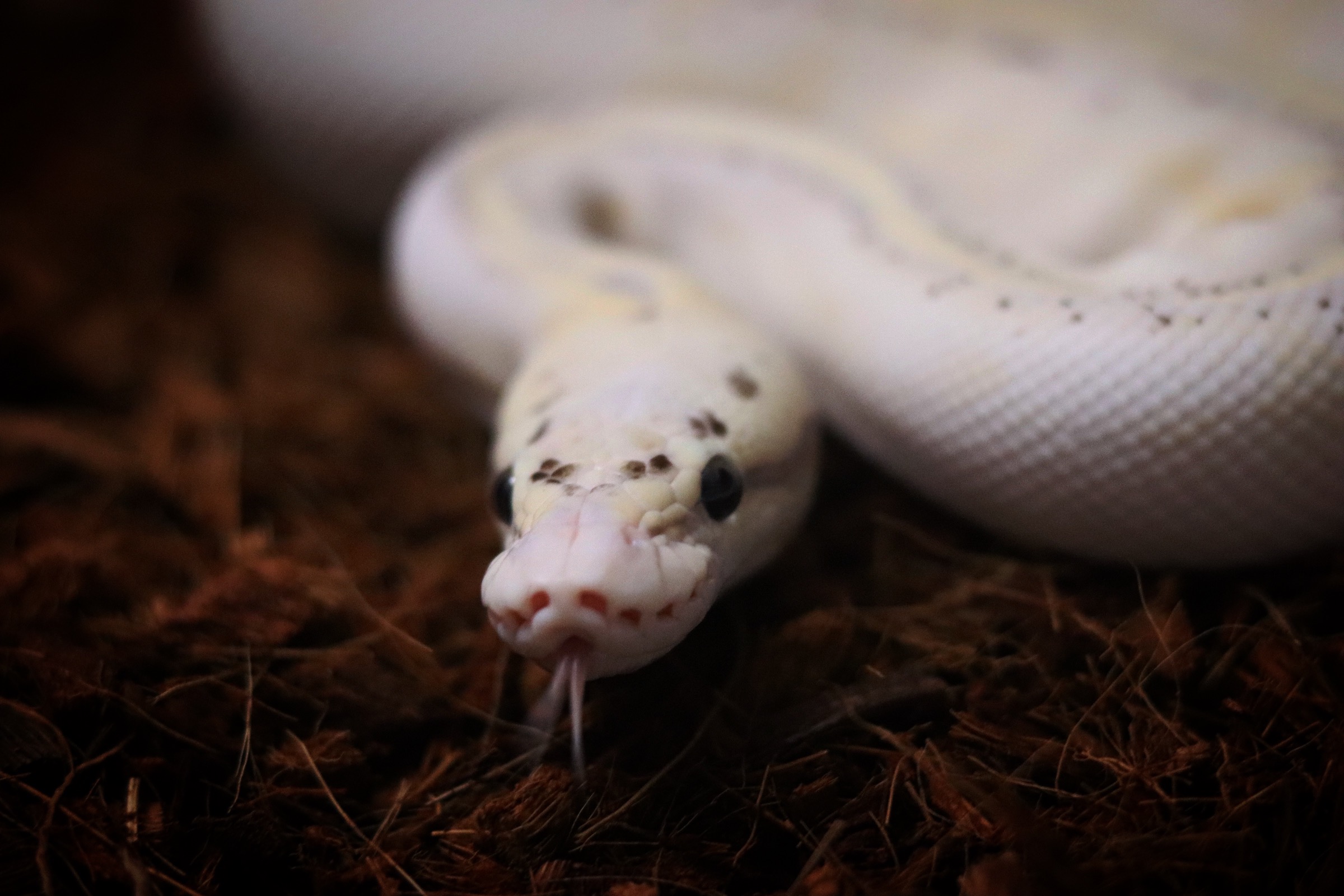 animal image