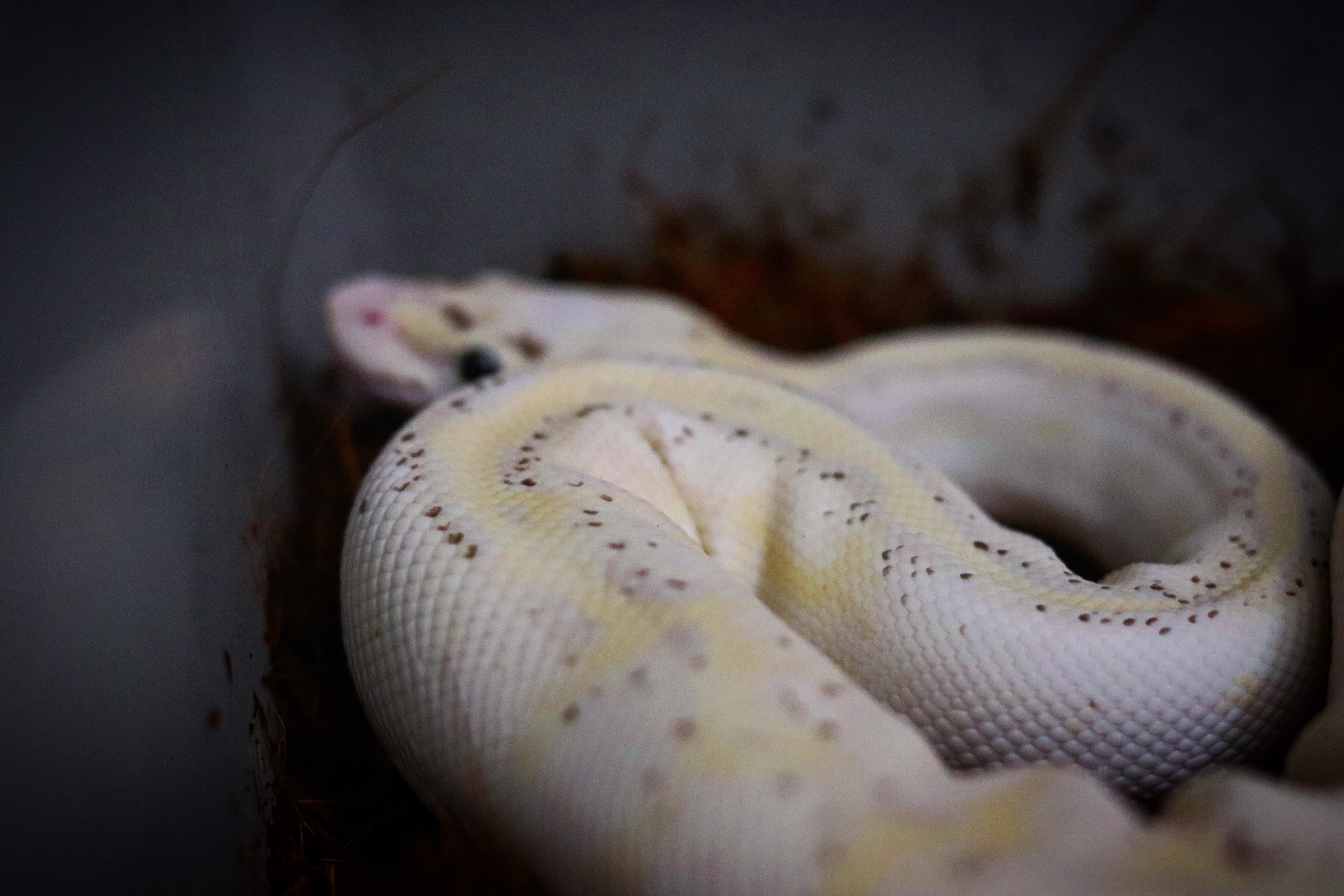 animal image