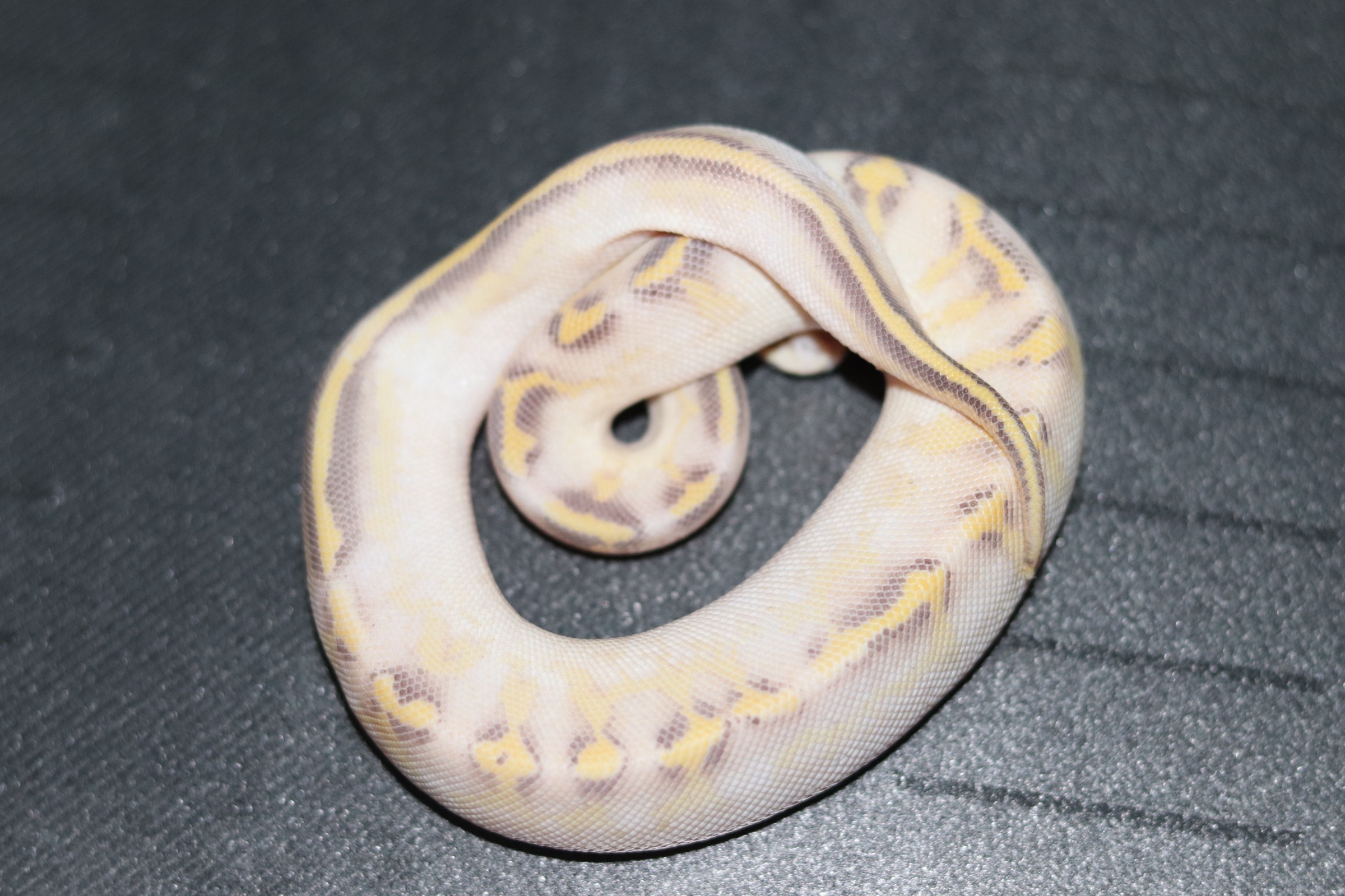 animal image