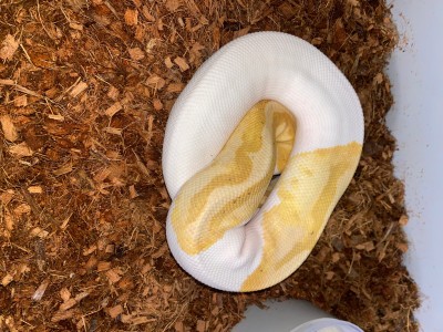 animal image