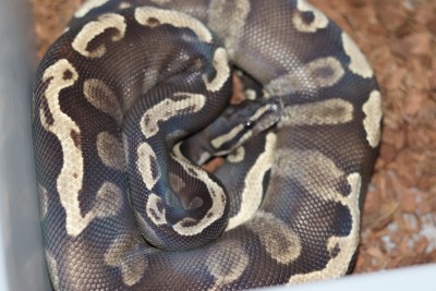 animal image