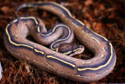 animal image
