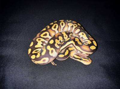 animal image