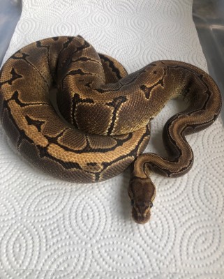 animal image