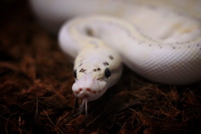 animal image