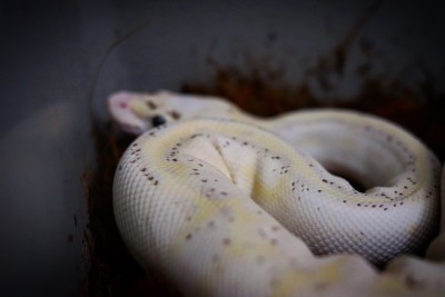 animal image