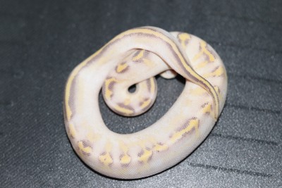 animal image