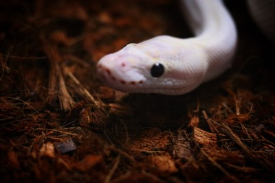 animal image