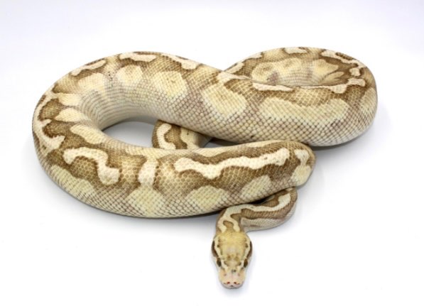 BP10