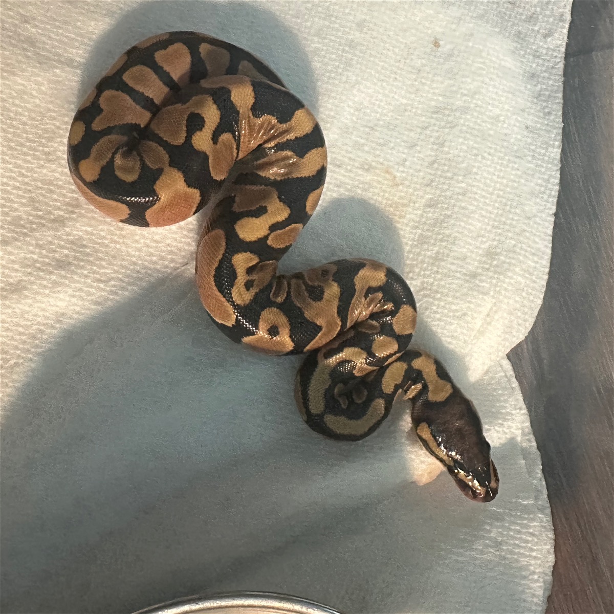 animal image