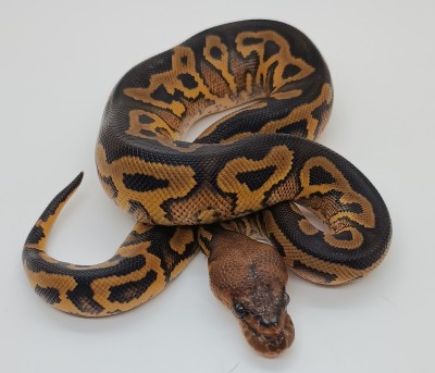 animal image