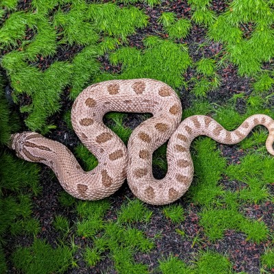 animal image