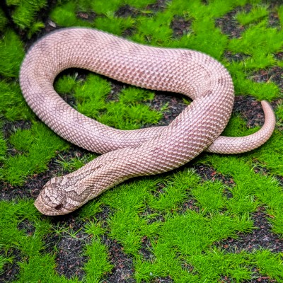 animal image