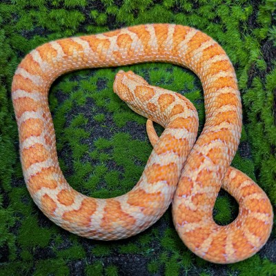 animal image