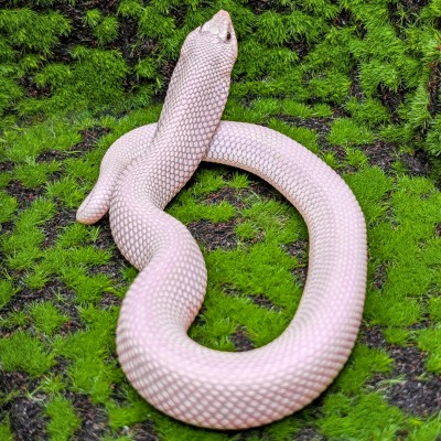 animal image