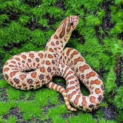 animal image