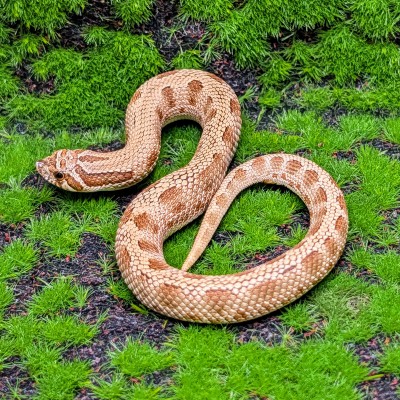 animal image