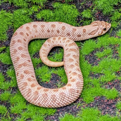 animal image