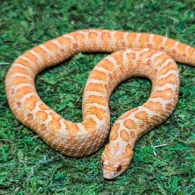 animal image