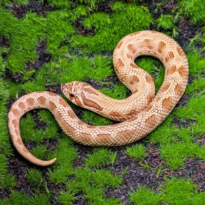 animal image