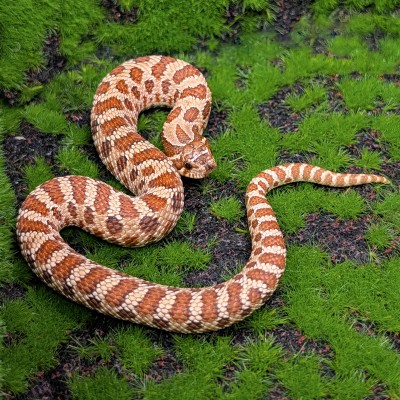animal image
