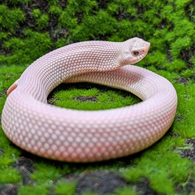 animal image