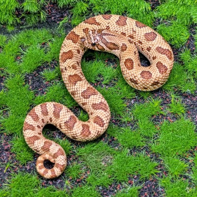 animal image