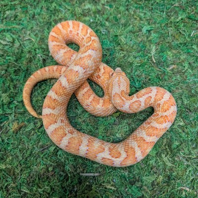 animal image