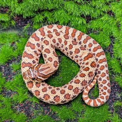 animal image