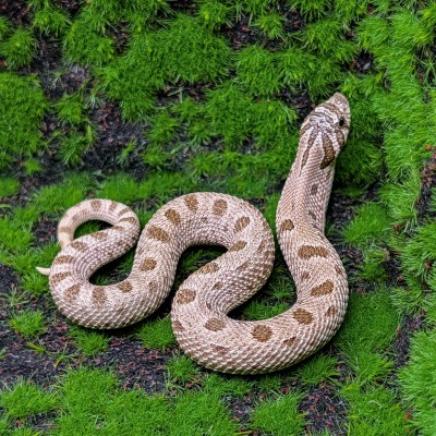 animal image