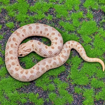 animal image