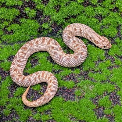 animal image