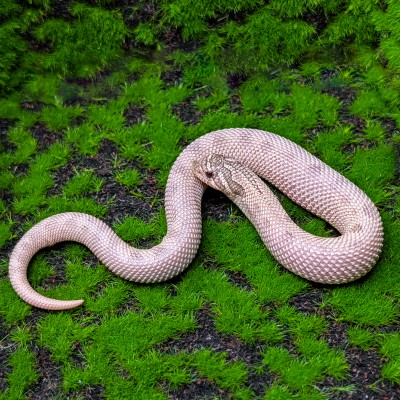 animal image