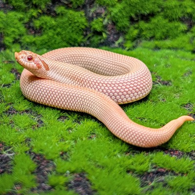 animal image