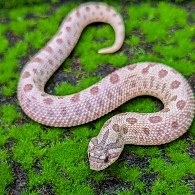 animal image