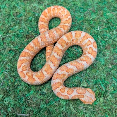 animal image