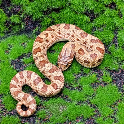 animal image