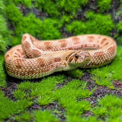 animal image