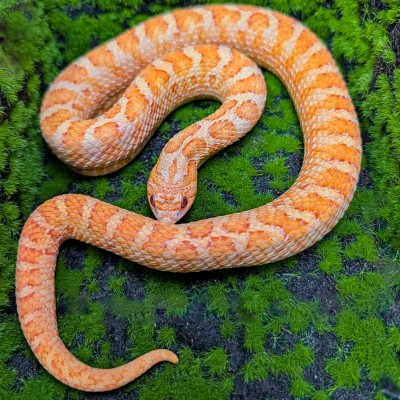 animal image
