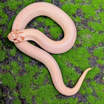 animal image