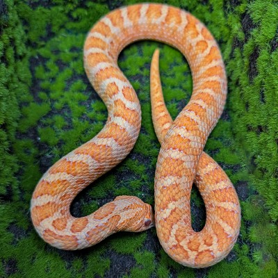 animal image