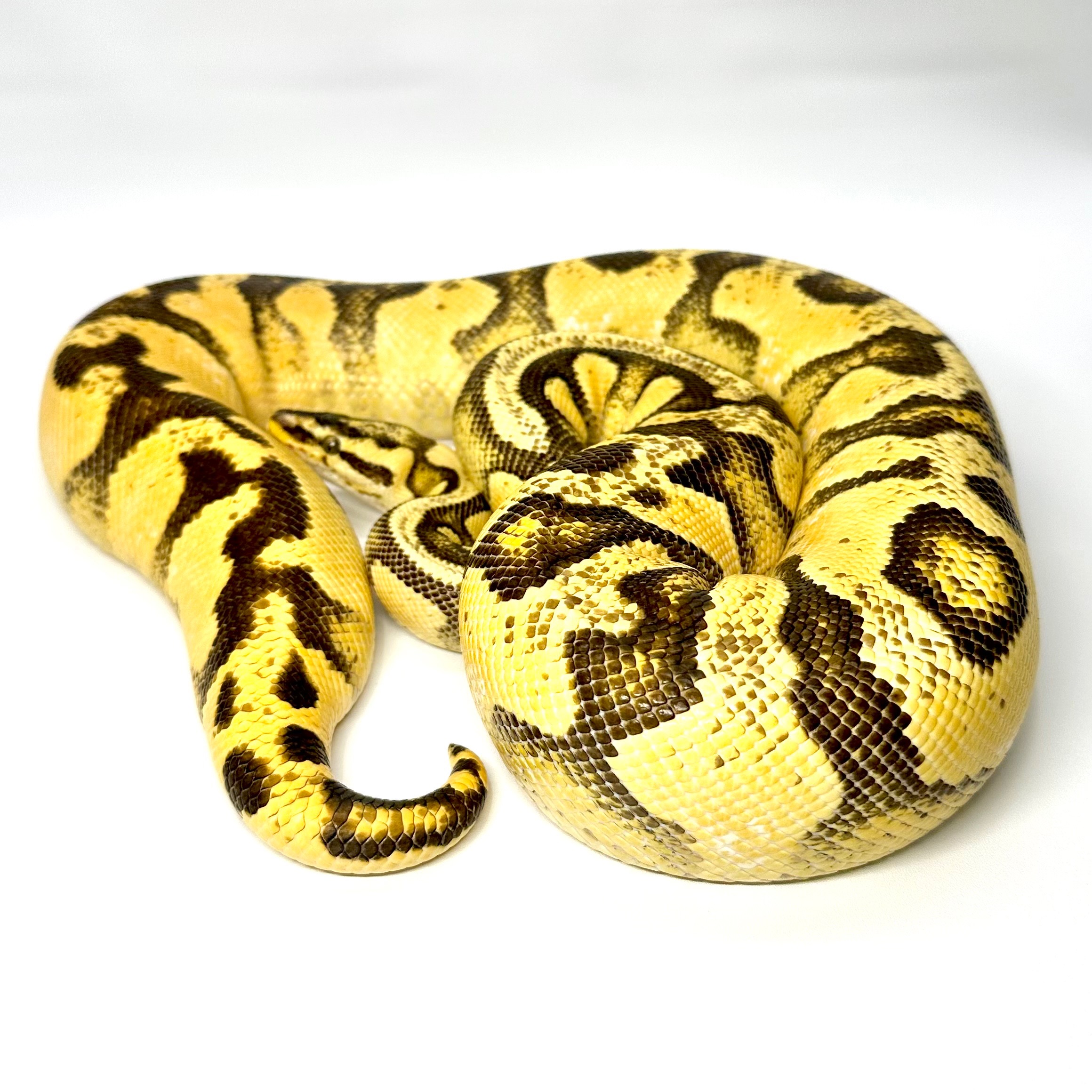 animal image