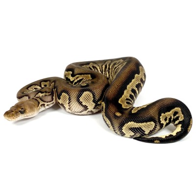 animal image