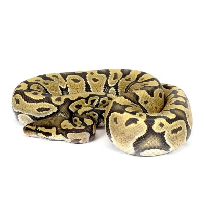 animal image