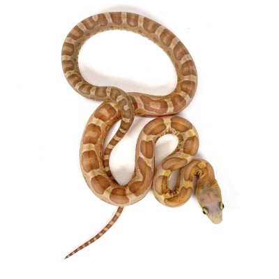 animal image